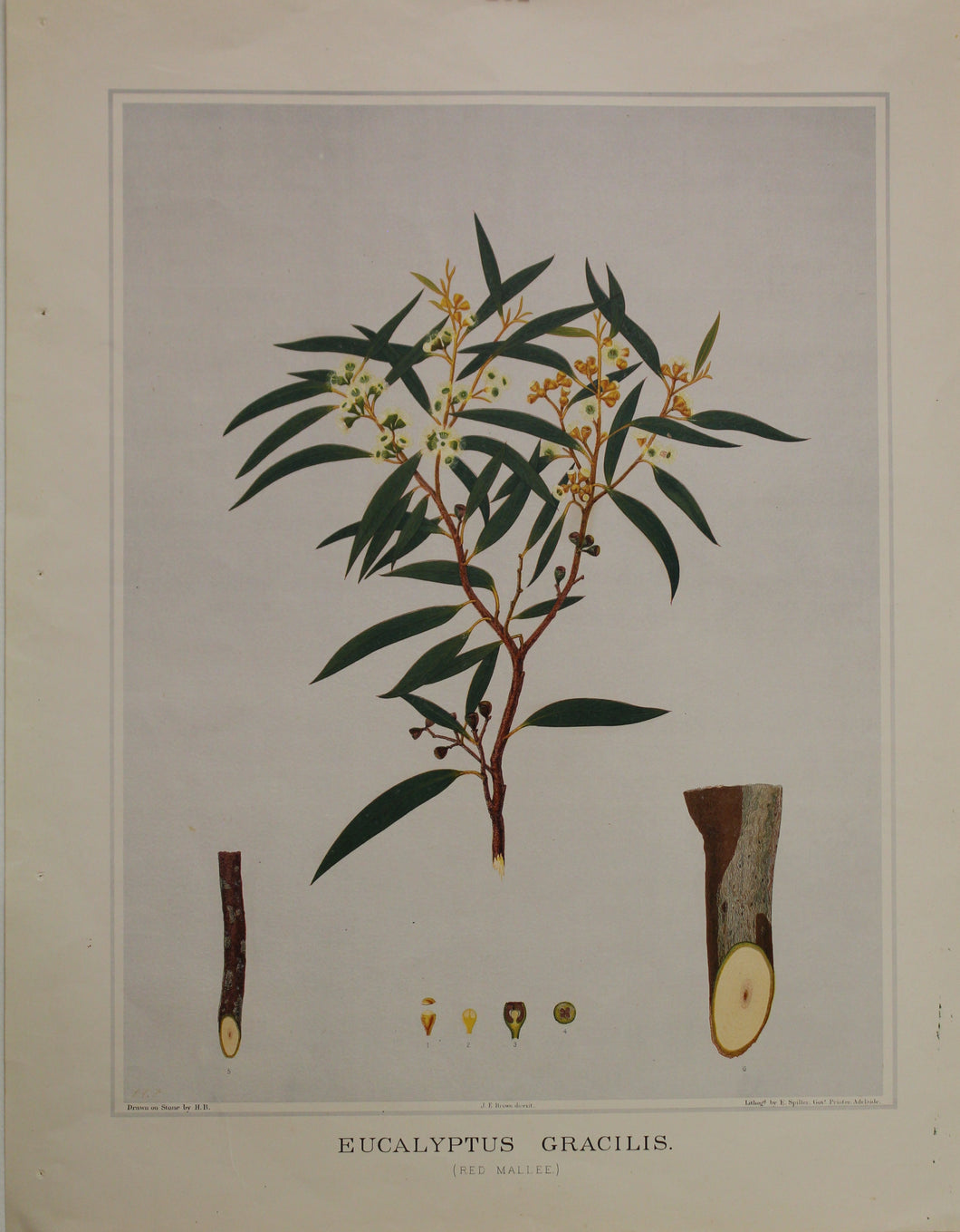 Botanical, Brown John Ednie, Eucalyptus Gracilis, Chromolithograph, 1882-1890