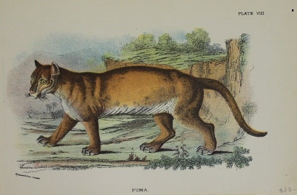 Animals, Lydeckker Richard, The Puma, chromolythograph, 1896