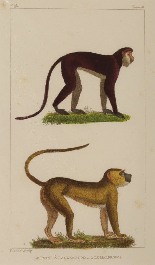 Animals: Lacapede, Comte, de, Monkeys P95, c 1789