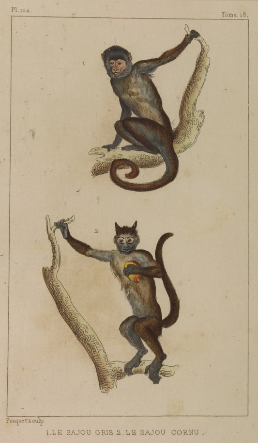 Animals: Lacapede, Comte, de, Monkeys, P102 c1789