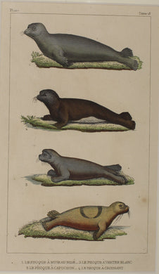 Animals: Delaville, Bernard-Germainde, Comte de Lacepede, Seals, P107, c1789