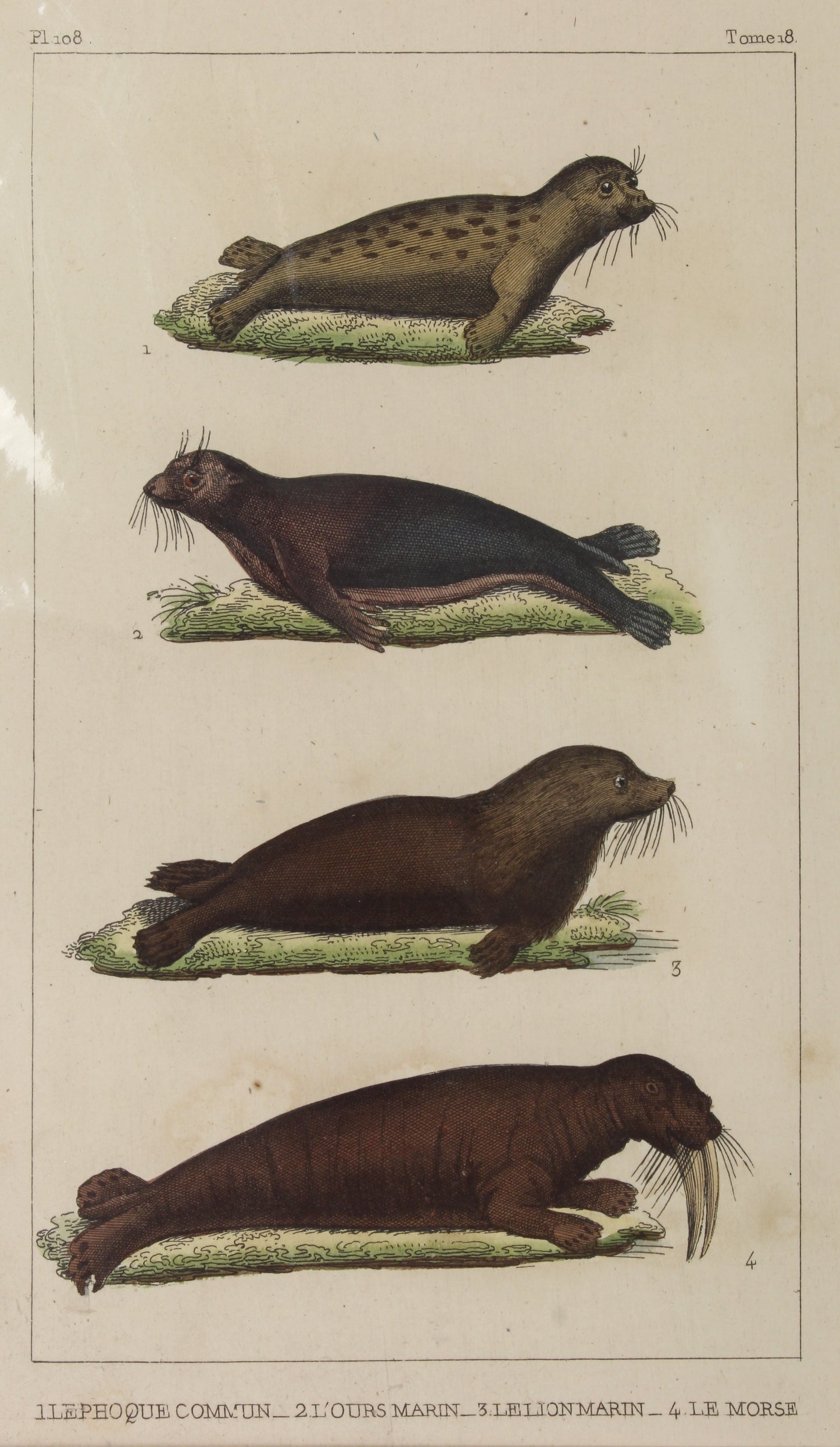 Animals: Lacapede, Comte ,de, Seals P108, c1789