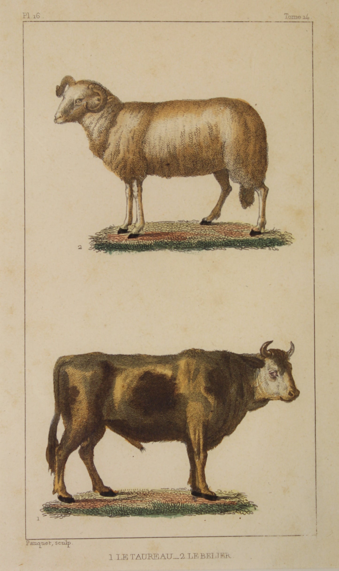 Animals: Lacapede, Comte, de, Sheep and Cow, c1789