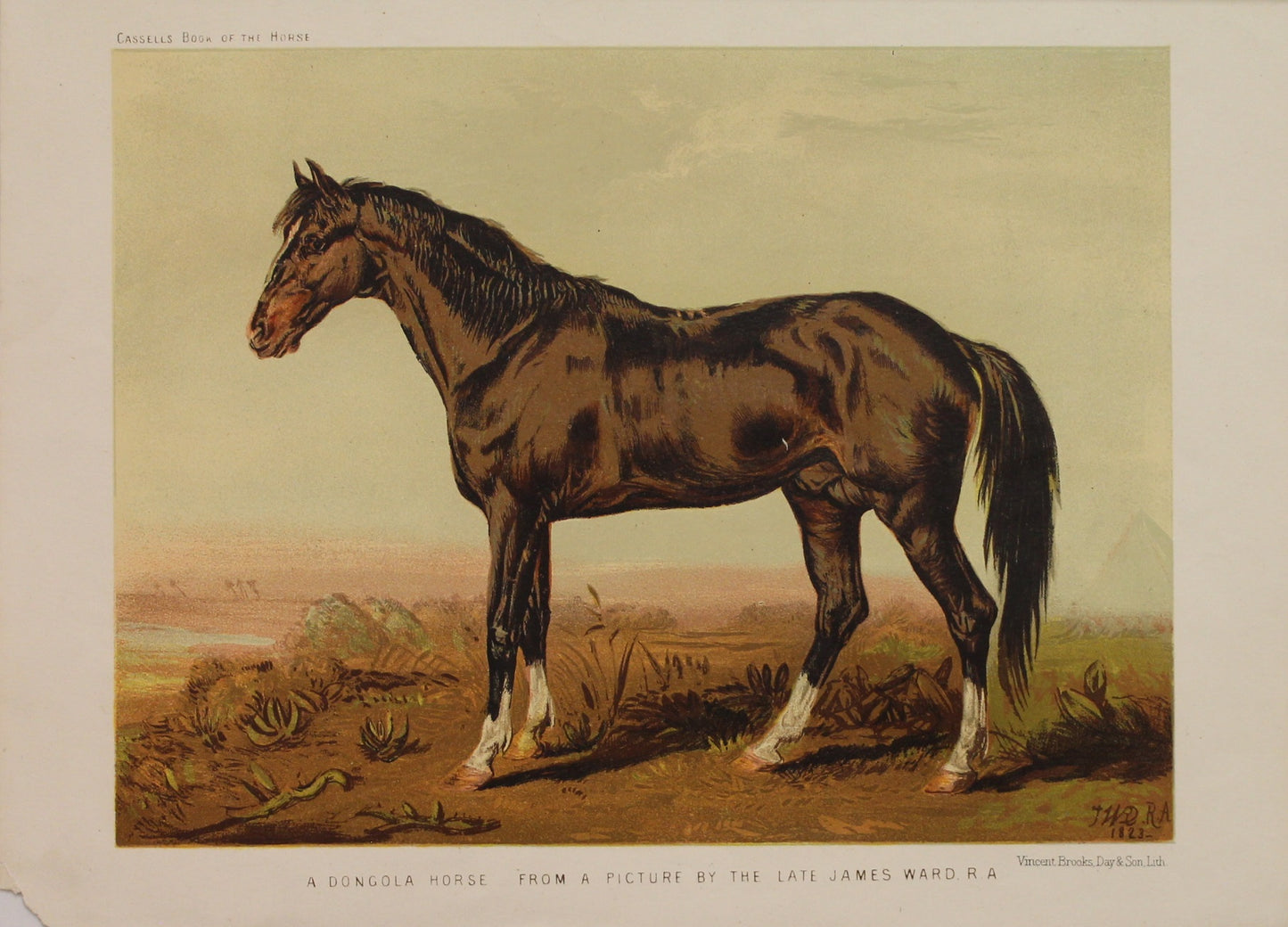 Animals, Equestrian, A Dongola Horse From a Picture by the Late James Ward R A, Cassells, The Book of the Horse, 1823