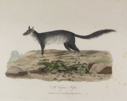 Animals: White John, A Tapoa Tafa, Rare, c1789