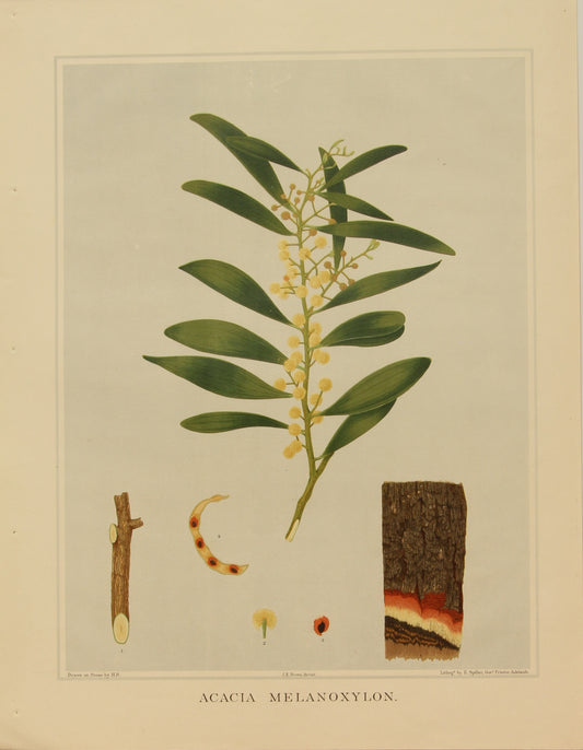 Botanical, Brown John Ednie, Acacia Melanoxylon, chromolithograph, 1882-1890