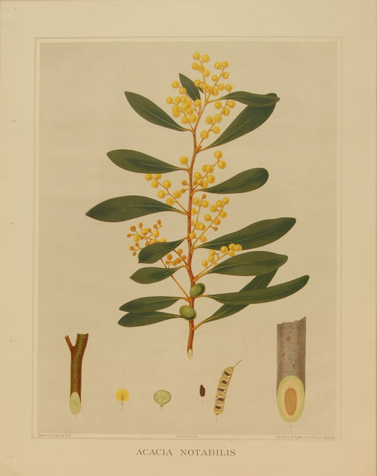 Botanical, Brown John Ednie, Acacia Notabilis, chromolithograph, 1882-1890