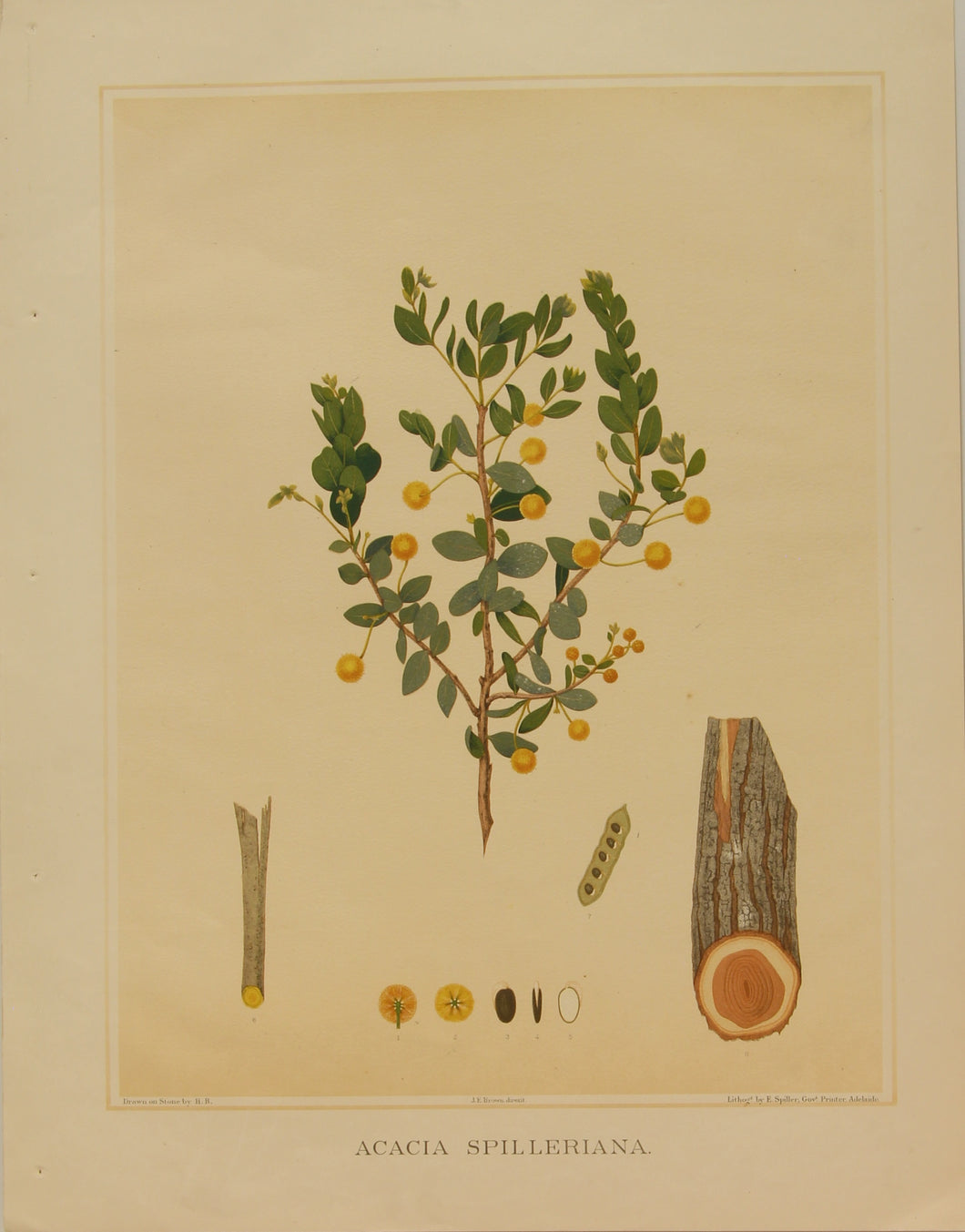 Botanical, Brown John Ednie, Acacia Spilleriana, chromolithograph, 1882-1890