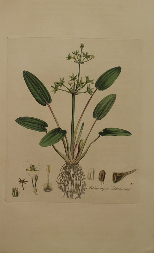 Botanical, Curtis William, Actinocarpus Damasonium, Starry Headed Water Plantain, Flora Londonensis, c1817