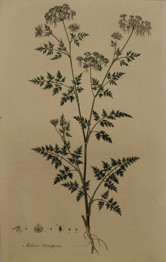 Botanical, Curtis William, Aethusa Cynapium, Fool's Parsley, Flora Londonensis, c1817
