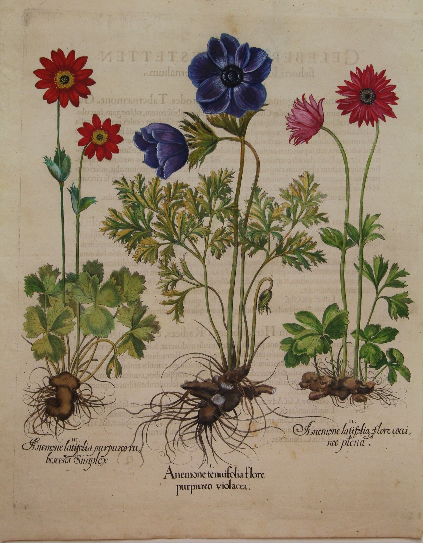 Botanicals, Besler Basilus, Anenome Tenufolia Flore, + 2 Varieties , c1613