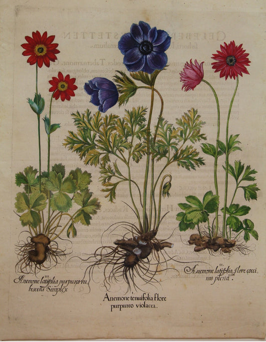 Botanicals, Besler Basilus, Anenome Tenufolia Flore, + 2 Varieties , c1613