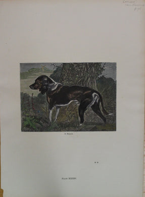 Animals: Landseer, Sir Edwin, Beagle, c1878