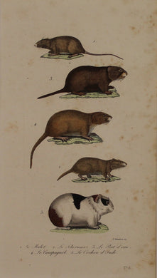 Animals, Rodents, Histoire Naturelle, George Louis Leclerc, Comte De Buffon, c1820