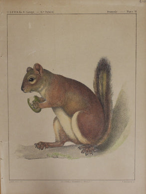 Animals, Squirrel, Mammals, Plate IV