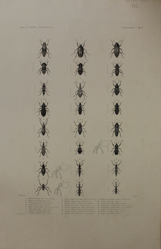 ASTROLABE Insects Entamologie Plate 7 TATSU J. Paris, Copperplate Engraving 1826-1829 Australia NZ