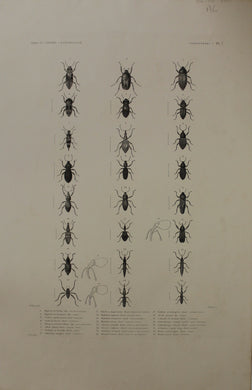 ASTROLABE Insects Entamologie Plate 7 TATSU J. Paris, Copperplate Engraving 1826-1829 Australia NZ