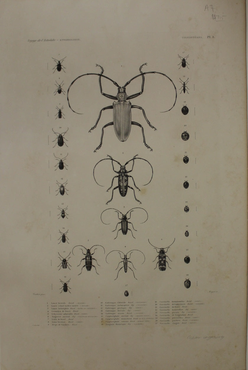 ASTROLABE Insects Entamologie Plate 8 TATSU J. Paris, Copperplate Engraving 1826-1829 Australia NZ