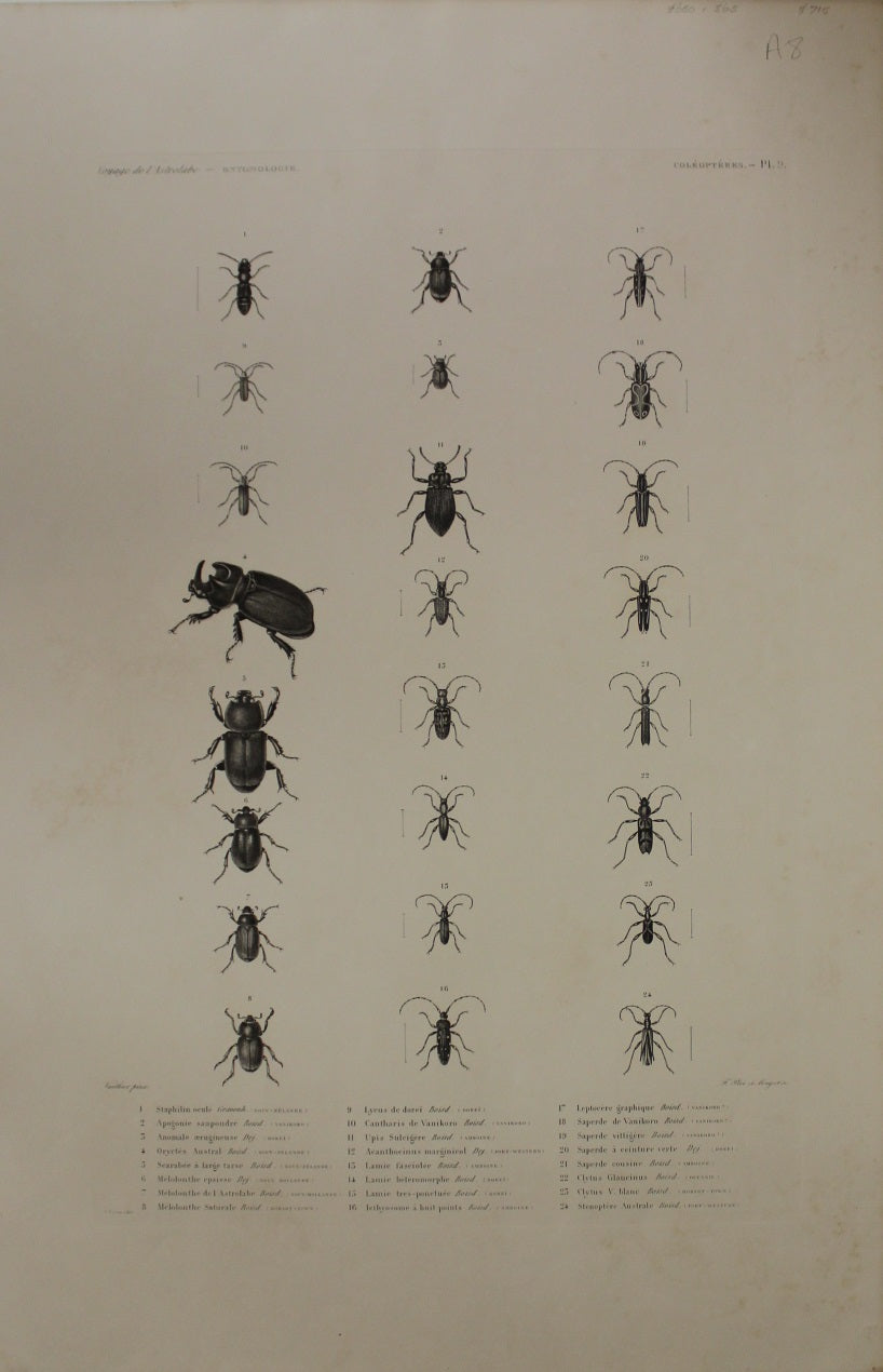 ASTROLABE Insects Entamologie Plate 9 TATSU J. Paris, Copperplate Engraving 1826-1829 Australia NZ