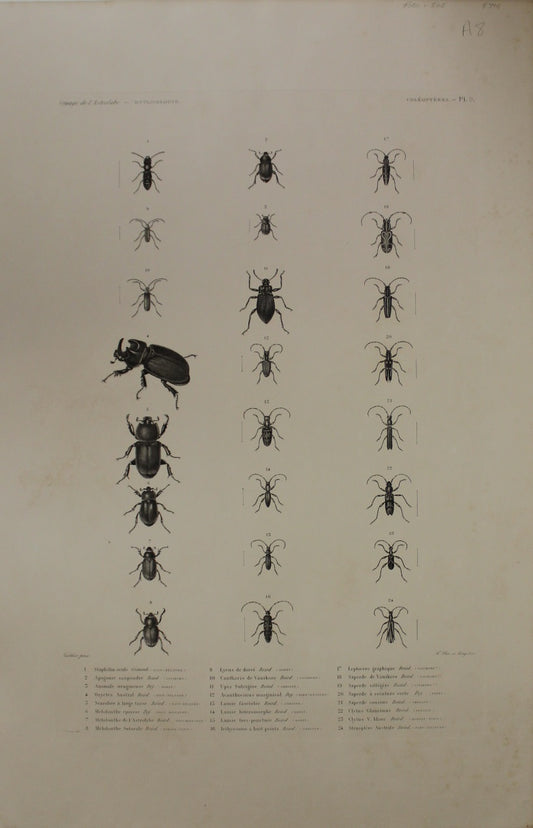 ASTROLABE Insects Entamologie Plate 9 TATSU J. Paris, Copperplate Engraving 1826-1829 Australia NZ