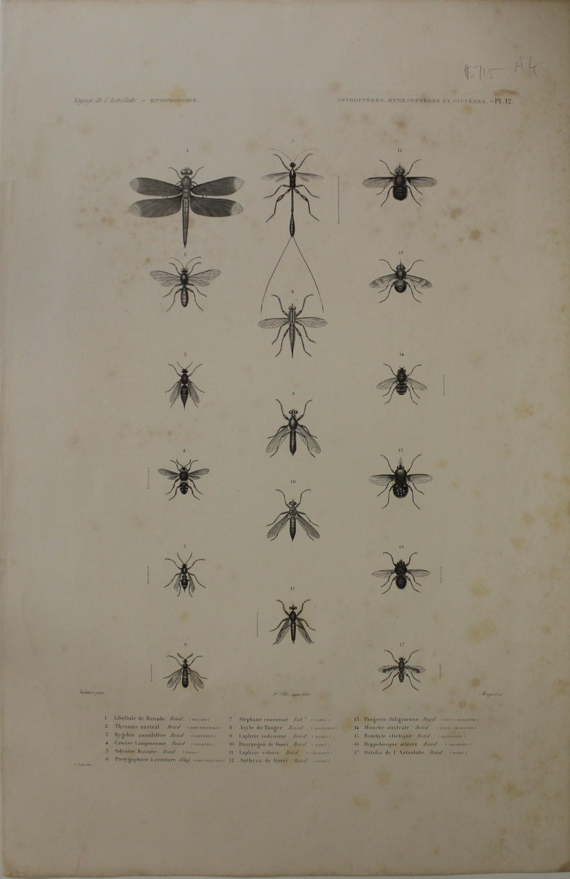 ASTROLABE, Insects, Entamologie, Plate 12,  TATSU J. Paris, Copperplate Engraving 1826-1829 Australia NZ