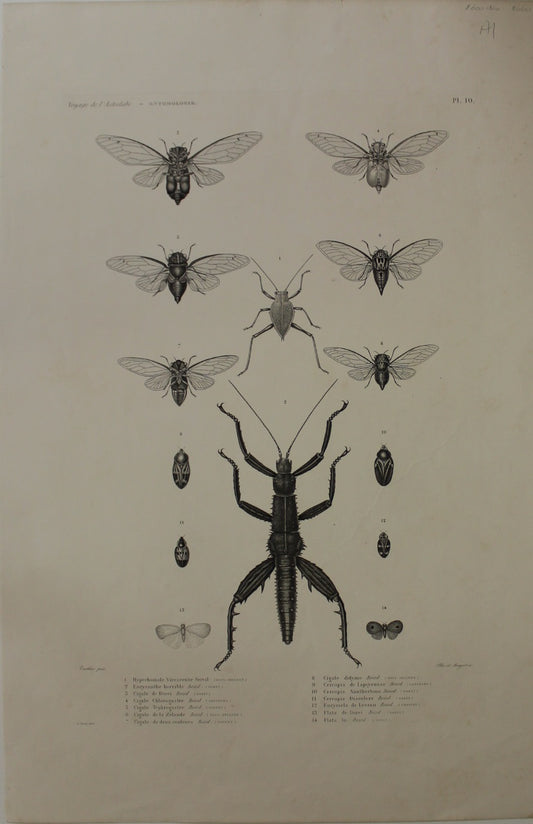 ASTROLABE Insects Entamologie Plate 10 TATSU J. Paris, Copperplate Engraving 1826-1829 Australia NZ