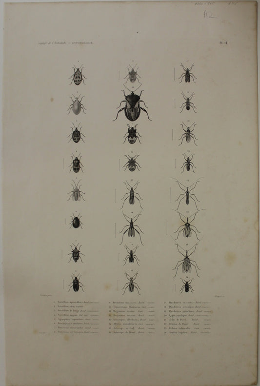 ASTROLABE Insects Entamologie Plate 11 TATSU J. Paris, Copperplate Engraving 1826-1829 Australia NZ