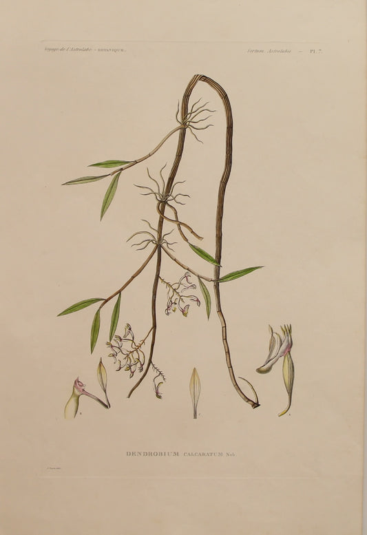 ASTROLABE: Botanical, Dendrobium Calcaratum, Flore de la Australis, TASTU, J,  Paris, 1826-1829  Hand Coloured Copperplate Engraving