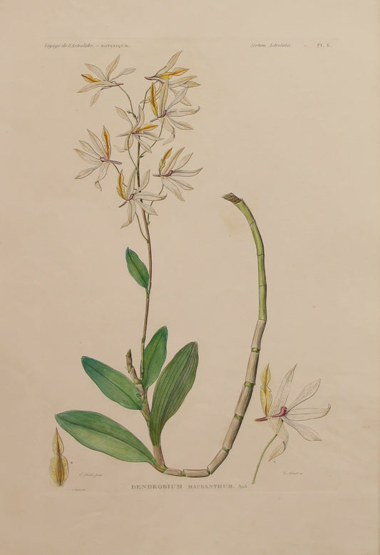 ASTROLABE: Botanical, Dendrobium Macranthum, Flore de la Australis, TASTU, J,  Paris, 1826-1829, Copperplate Engraving