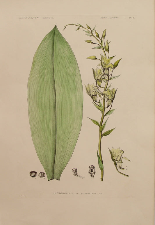 ASTROLABE: Botanical, Dendrobium Macrophyllum, Flore de la Australis, TASTU, J,  Paris, 1826-1829, Copperplate Engraving