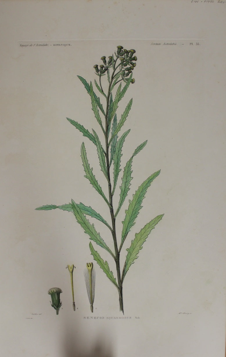 ASTROLABE Botanicals, Senecio Squarrosus TATSU J. Paris, Copperplate Engraving 1826-1829: Australia and NZ