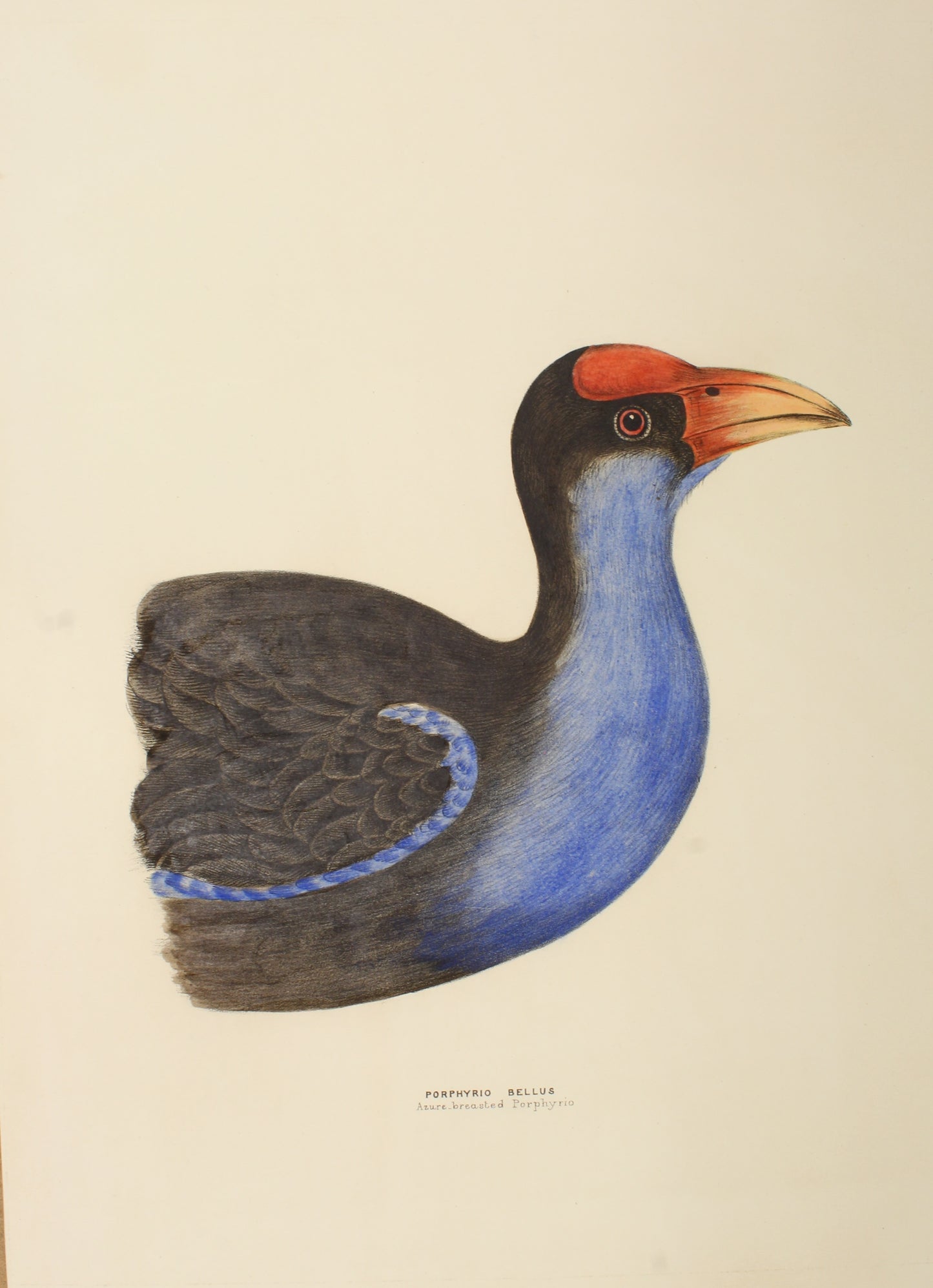 Bird, Diggles, Silvester, Aure-breasted Porphyrio, c1870