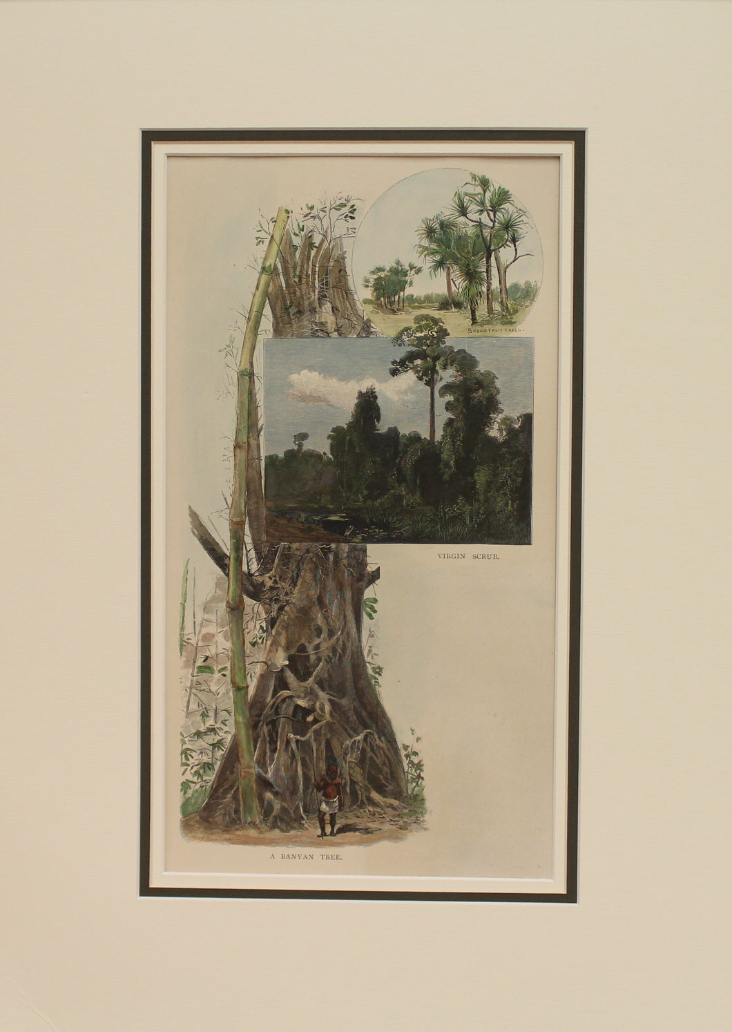Australia, A Banyan Tree, Breadfruit Trees and Virgin Scrub, c1886