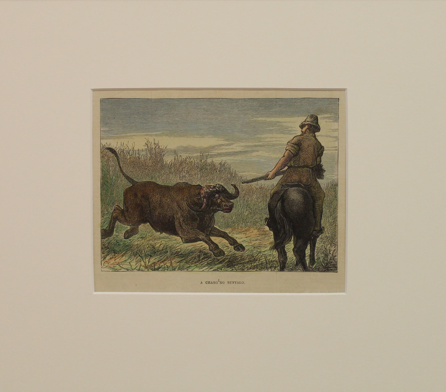 Australia, A Charging Buffalo, The London Illustrated News, c1898