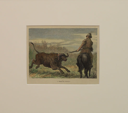 Australia, A Charging Buffalo, The London Illustrated News, c1898