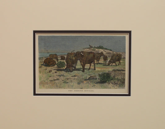 Australia, Port Essington Buffaloes, c1886
