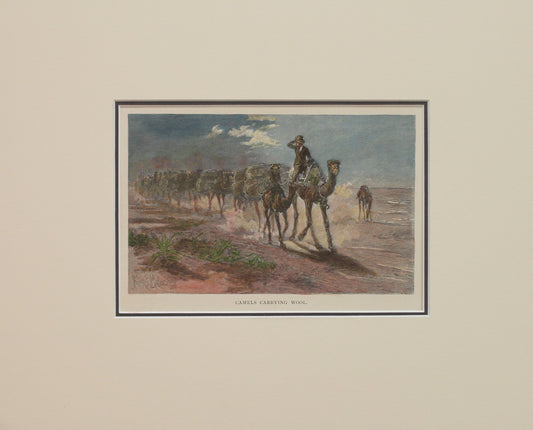 Australia, Camels Carrying Wool, c1886