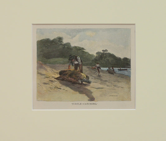 Australia, Turtle Catching, c1886