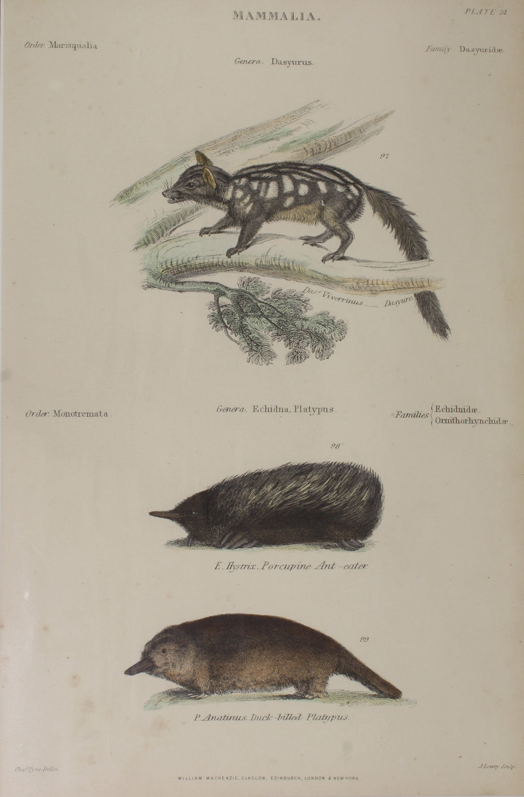 Animals: Australian Mammalia - J. Lowry