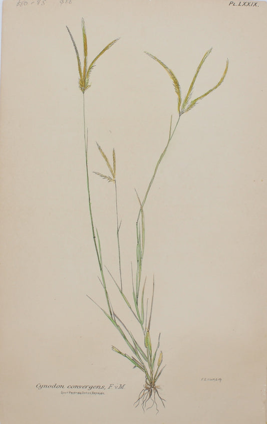 Botanical, Cynodon Convergens, by Frederick Manson Bailey