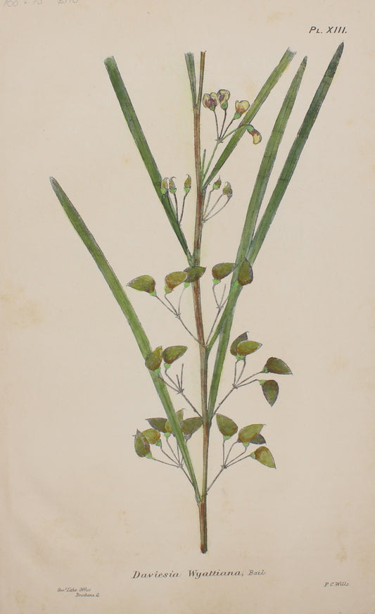 Botanical, Daviesia Wyattiana, by Frederick Manson Bailey