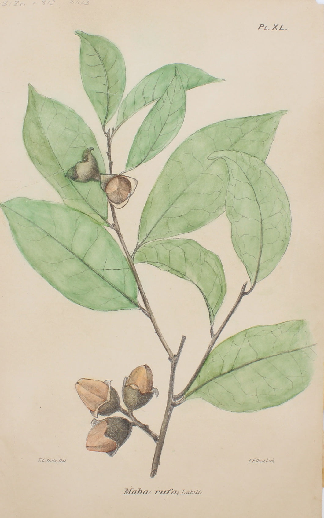 Botanical, Maba, by Frederick Manson Bailey