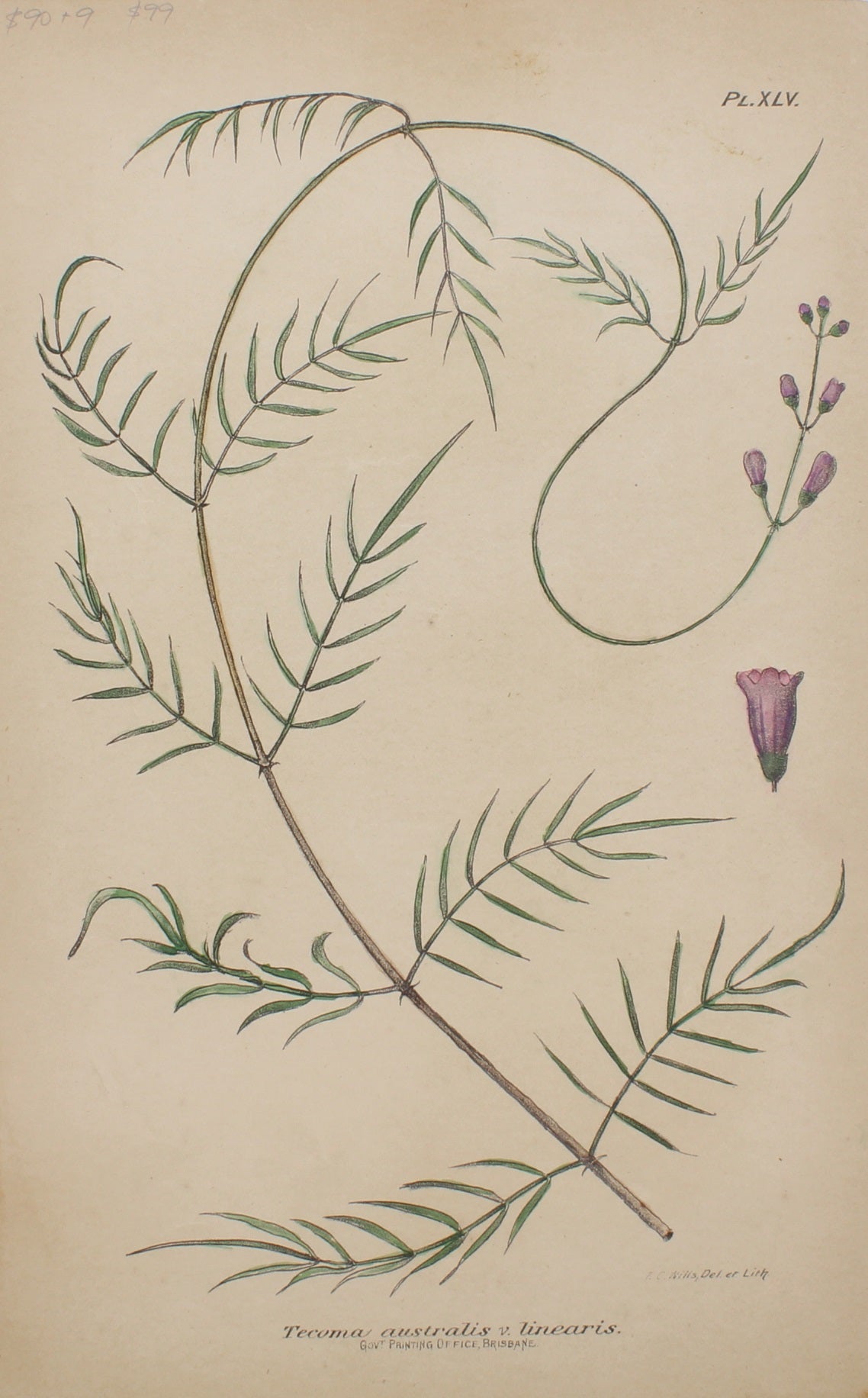 Botanical, Tecoma Australis by Frederick Manson Bailey