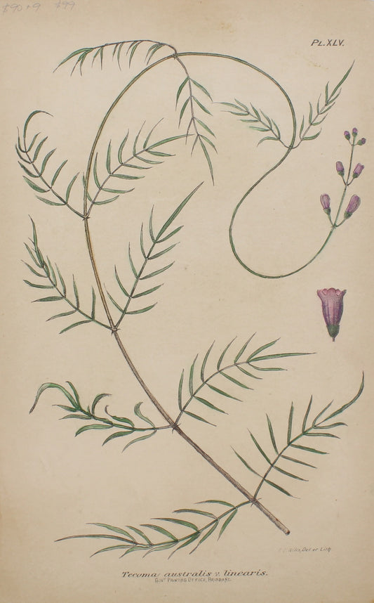 Botanical, Tecoma Australis by Frederick Manson Bailey