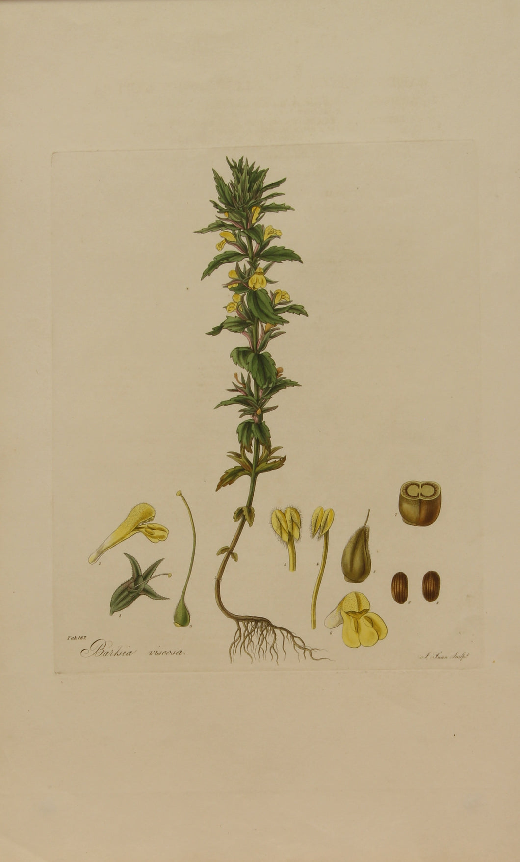 Botanical, Curtis William, Bartsia Viscosa, Flora Londinensis, c1817