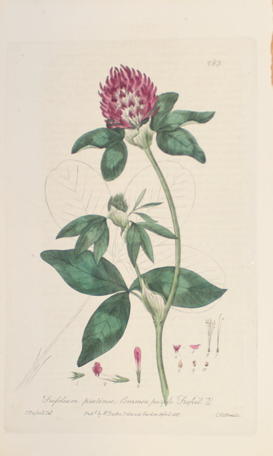 Botanical, Baxter William, Common Purple Trefoil, 1840-1843