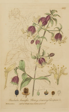 Botanical, Baxter William, Berry Bearing Campion, 1840-1843
