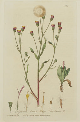 Botanical, Baxter William, Blue Fleabane, 1840-1843