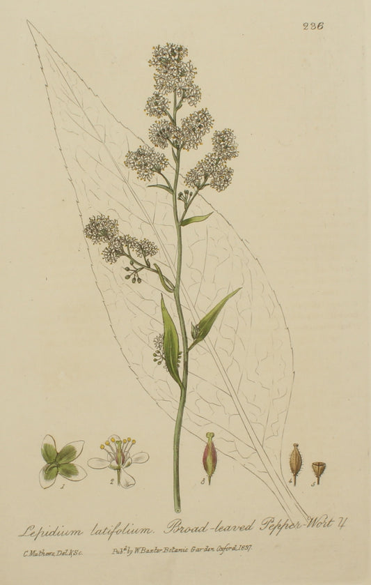 Botanical, Baxter, William, Broad Leaved Pepperwort, c1840