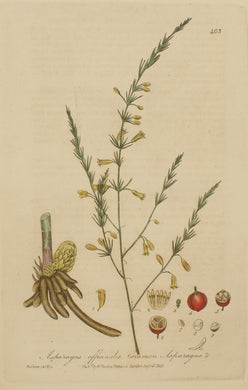 Botanical, Baxter William, Common Asparagus, 1840-1843